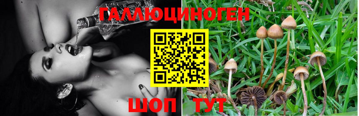 Псилоцибиновые грибы GOLDEN TEACHER  Псилоцибиновые грибы Psilocybine cubensis  Печора  Вход с VPN 